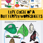 butterfly life cycle worksheet