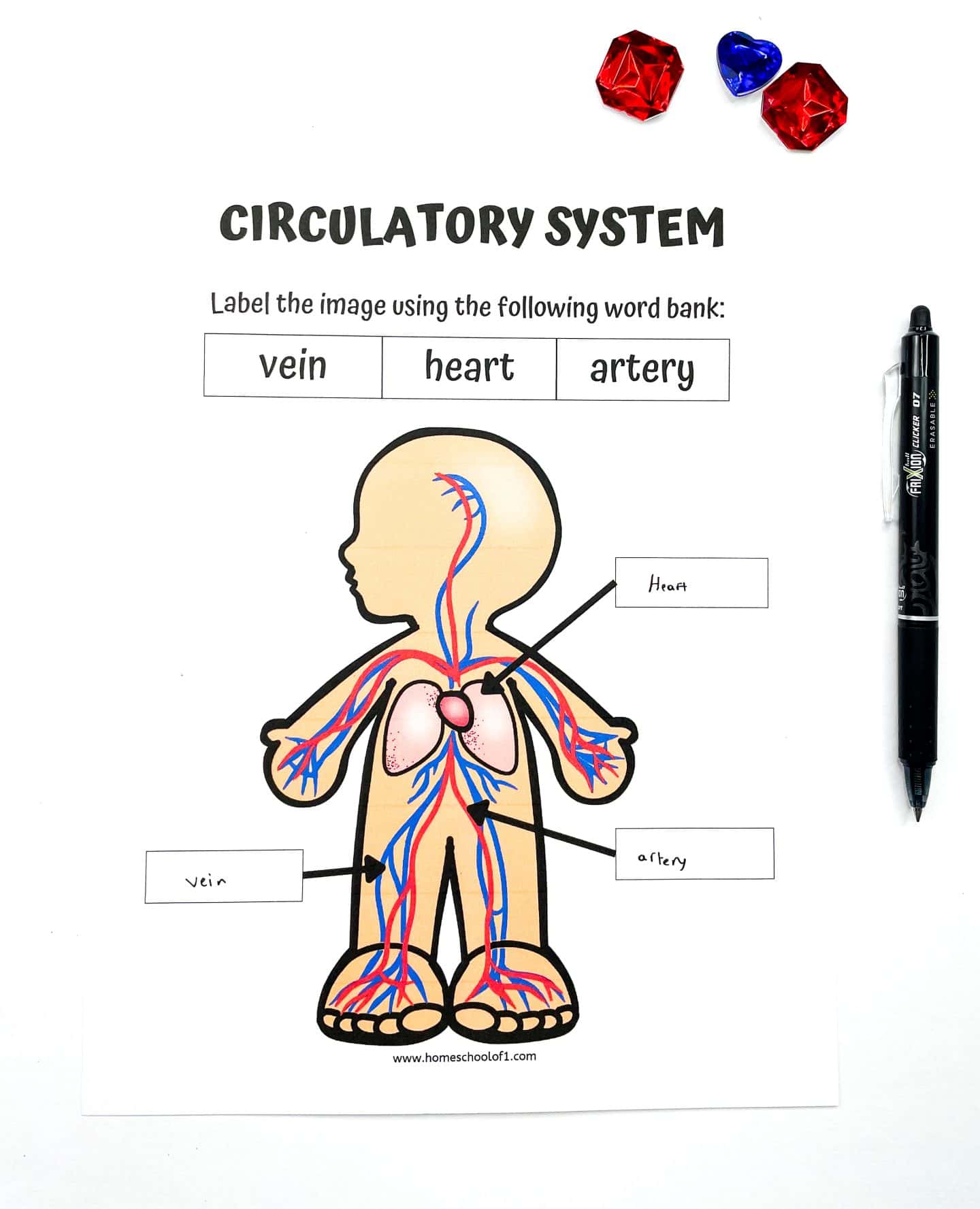 Circulatory system worksheet for kids featuring a cartoon-style human body with blue and red lines representing veins and arteries. The activity includes a word bank with “vein,” “heart,” and “artery,” and the parts are labeled on the diagram. A black pen lies to the right, and three gem-like counters—two red and one blue—decorate the top of the page for a playful classroom feel.

