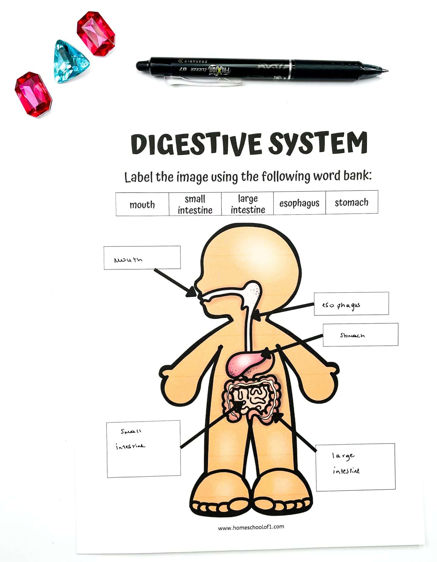 Digestive system worksheet for kids showing a labeled cartoon human figure with internal organs. Students match terms like mouth, esophagus, stomach, small intestine, and large intestine using a word bank at the top. A black pen lies above the worksheet, and colorful gem-style counters add a playful touch in the top left corner.


