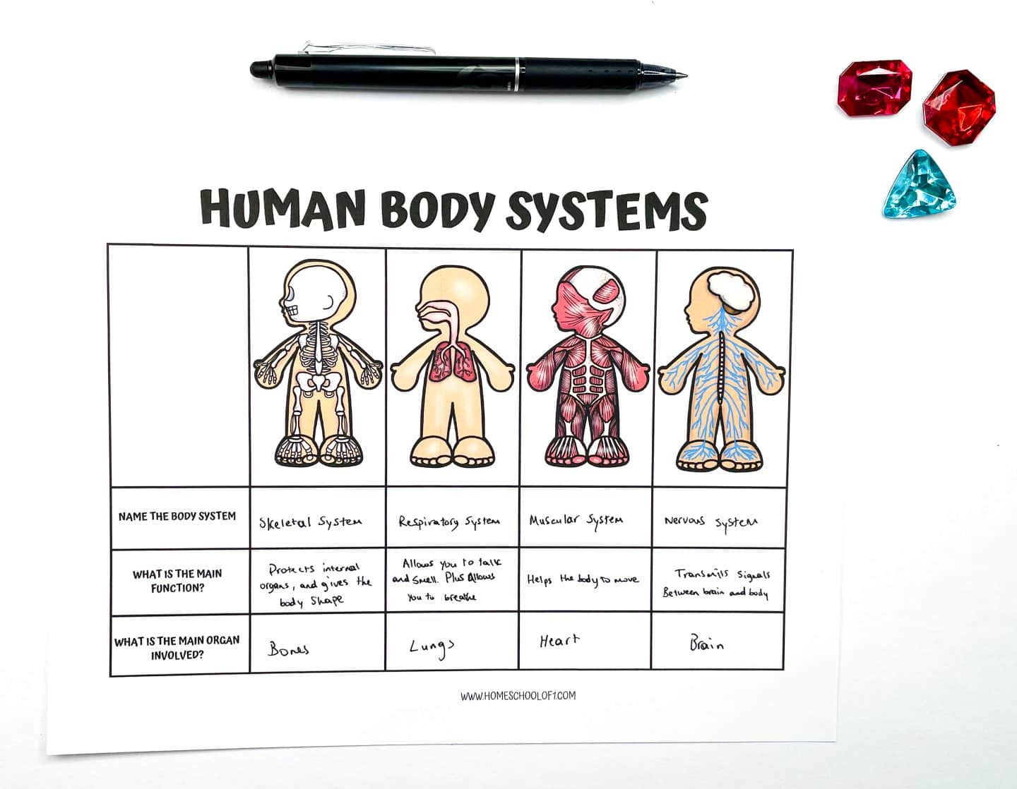 Completed human body systems worksheet for kids featuring four illustrated figures labeled as the skeletal, respiratory, muscular, and nervous systems. Each system includes handwritten answers for its name, main function, and primary organ involved—for example, the skeletal system protects organs and uses bones, while the nervous system transmits signals using the brain. A black pen rests above the sheet, and colorful gem counters in red and blue are in the top right corner.

