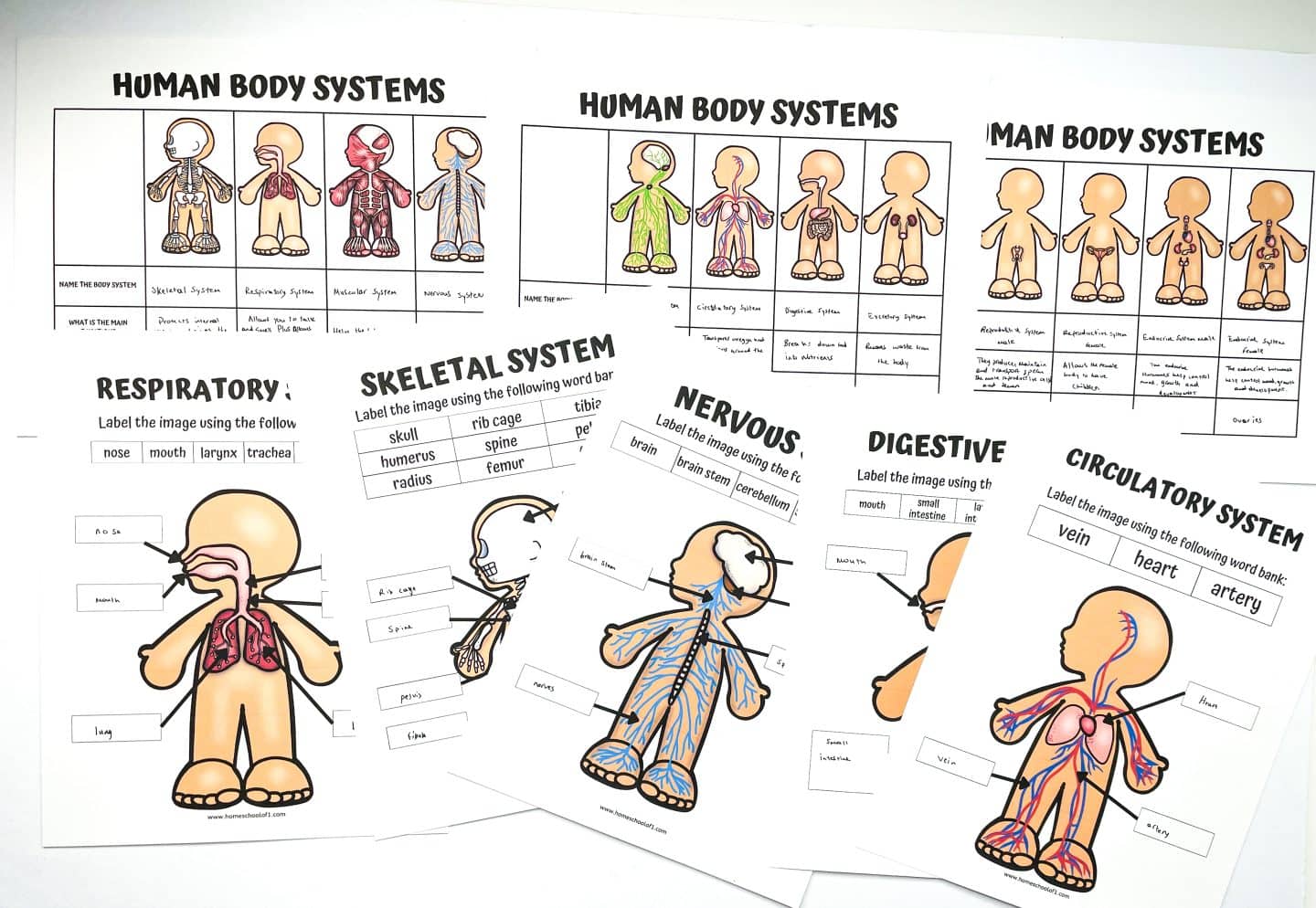 Collection of colorful human body systems worksheets for kids, featuring diagrams and labeling exercises for the respiratory, skeletal, nervous, digestive, and circulatory systems. Additional overview charts show multiple body systems, including reproductive, endocrine, and lymphatic, each labeled with their function and main organ. The worksheets use cartoon-style illustrations, making complex anatomy approachable for younger students.

