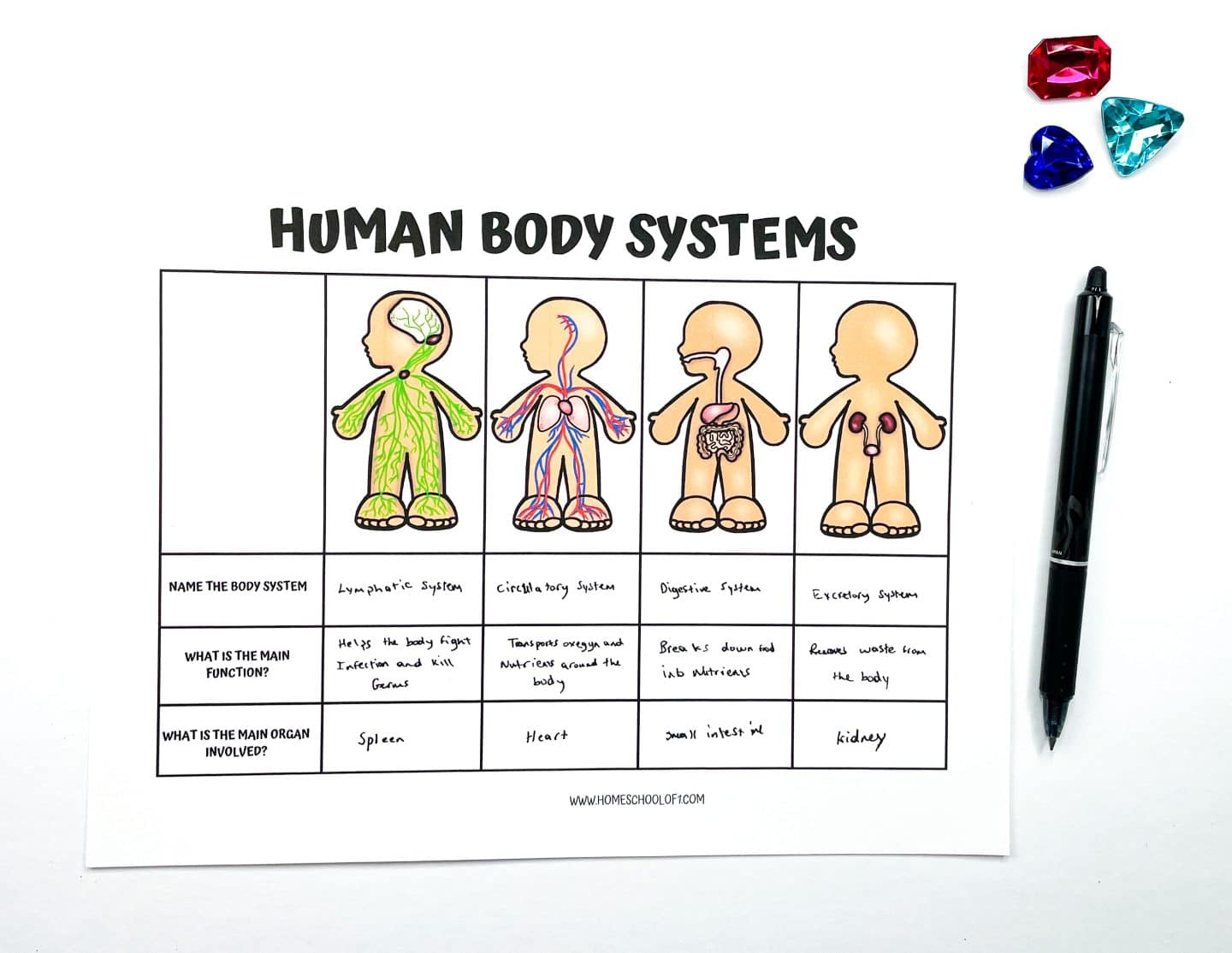 Printable human body systems worksheet displaying four cartoon-style figures representing the lymphatic, circulatory, digestive, and excretory systems. Each column includes the system name, its main function—such as fighting infection or removing waste—and the key organ involved like spleen, heart, small intestine, or kidney. A black pen rests on the right, with colorful gem counters in the top right corner adding a fun visual element.

