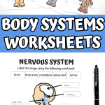 free printable human body systems worksheets pdf