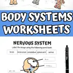 free printable human body systems worksheets pdf