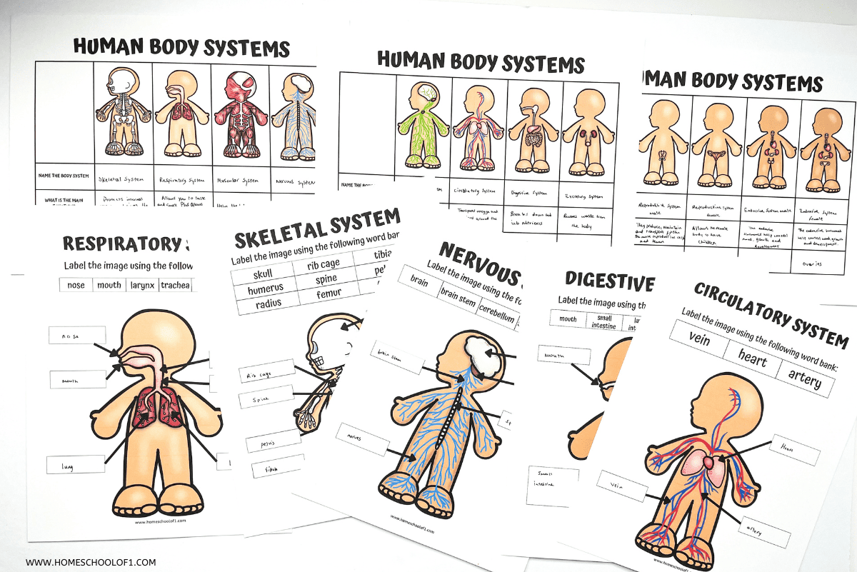 preview of printable human body systems worksheets for kids, showing labeled diagrams of the skeletal, muscular, nervous, respiratory, digestive, and circulatory systems. Each worksheet features a cartoon-style human figure and includes labeling tasks using word banks. Three overview charts along the top compare multiple systems and their functions.