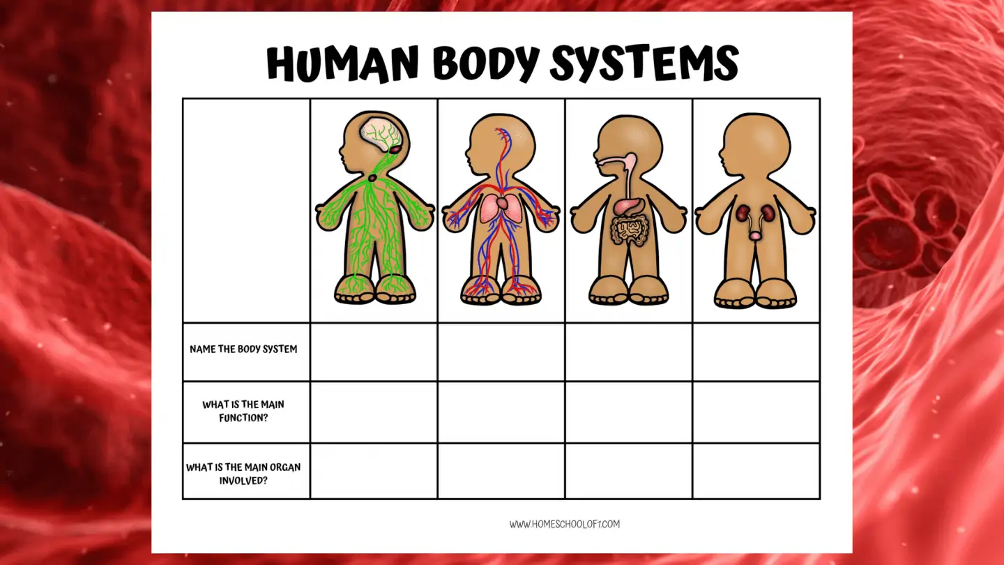 human body systems worksheet middle school