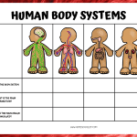 human body systems worksheet middle school