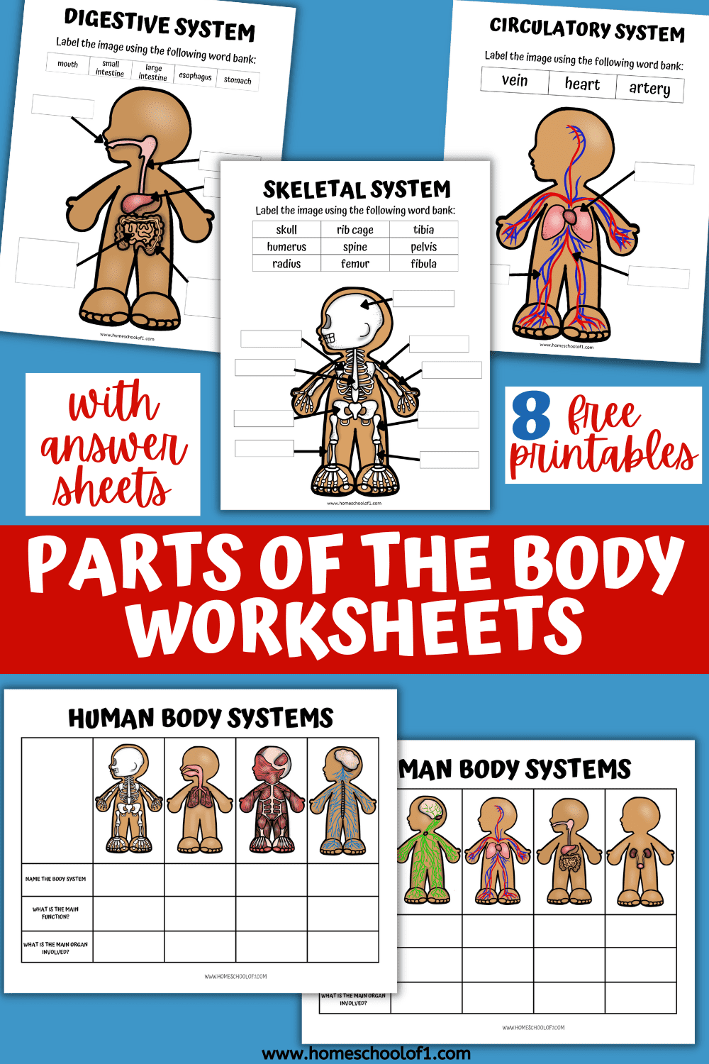 8 Human Body Systems Worksheets For Kids (free)