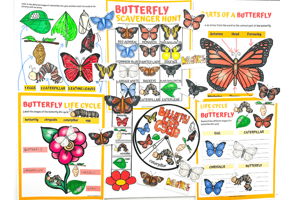 A colorful collage of free printable butterfly-themed worksheets for kids, featuring activities like the butterfly life cycle, parts of a butterfly, a scavenger hunt, and labeling stages such as egg, caterpillar, chrysalis, and butterfly. Each page includes bright illustrations, diagrams, and interactive elements designed for hands-on learning.