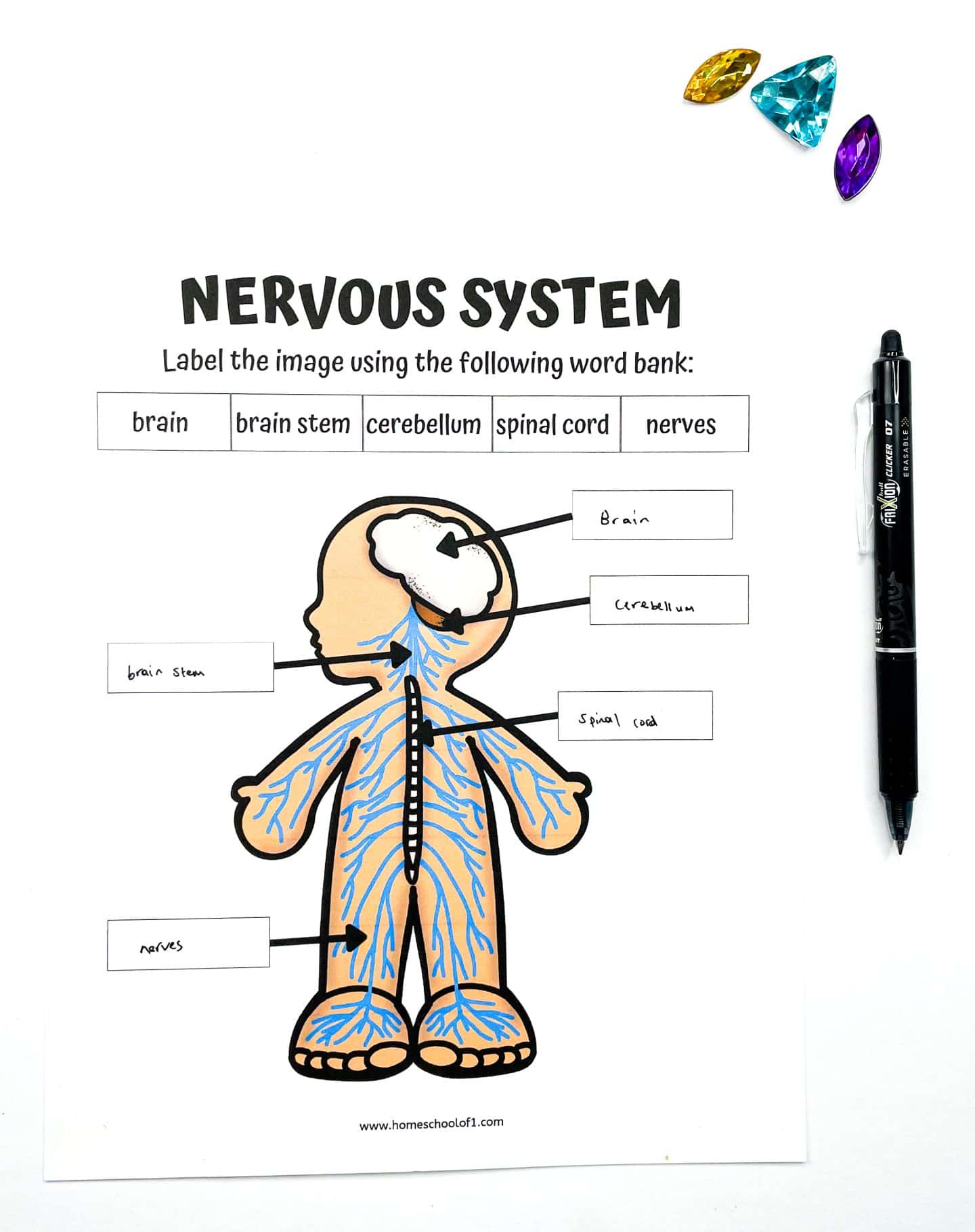Nervous system worksheet for kids featuring a labeled cartoon diagram of a human figure. The worksheet includes a word bank with terms like brain, brain stem, cerebellum, spinal cord, and nerves, all of which are matched to their correct positions. A black pen lies on the right, and colorful gem-shaped counters are placed in the top right corner for a fun, engaging touch.

