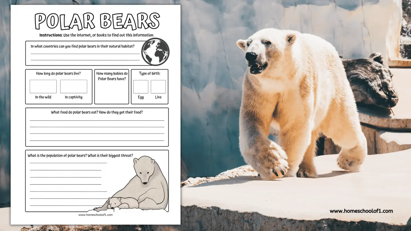 polar bear fact finding