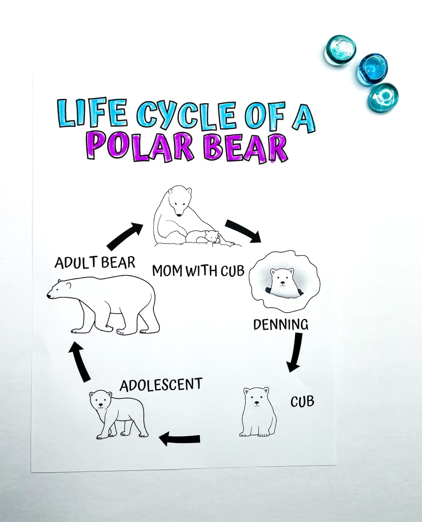 Illustration showing the life cycle of a polar bear with labeled stages: cub, adolescent, adult bear, mom with cub, and denning, with arrows indicating the progression between each stage.