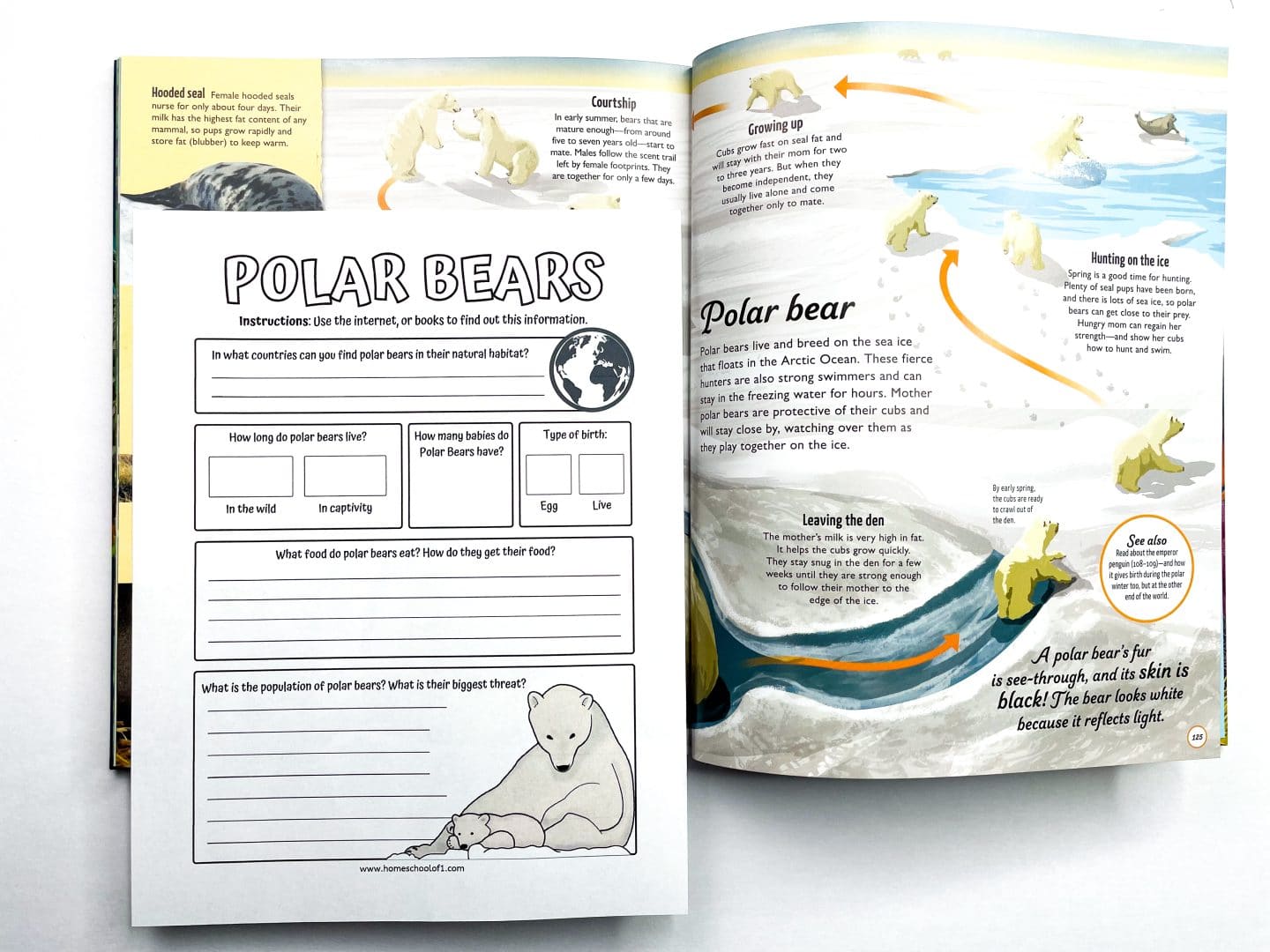 A polar bear-themed educational worksheet laid over an open nonfiction book about polar bears. The worksheet includes fill-in-the-blank questions about polar bear habitats, lifespan, number of babies, diet, birth type, population, and threats. Illustrated with a polar bear and cub, this printable activity combines animal research with science learning. Ideal for homeschoolers or classrooms using life cycle worksheets and wildlife studies to explore Arctic animals.

