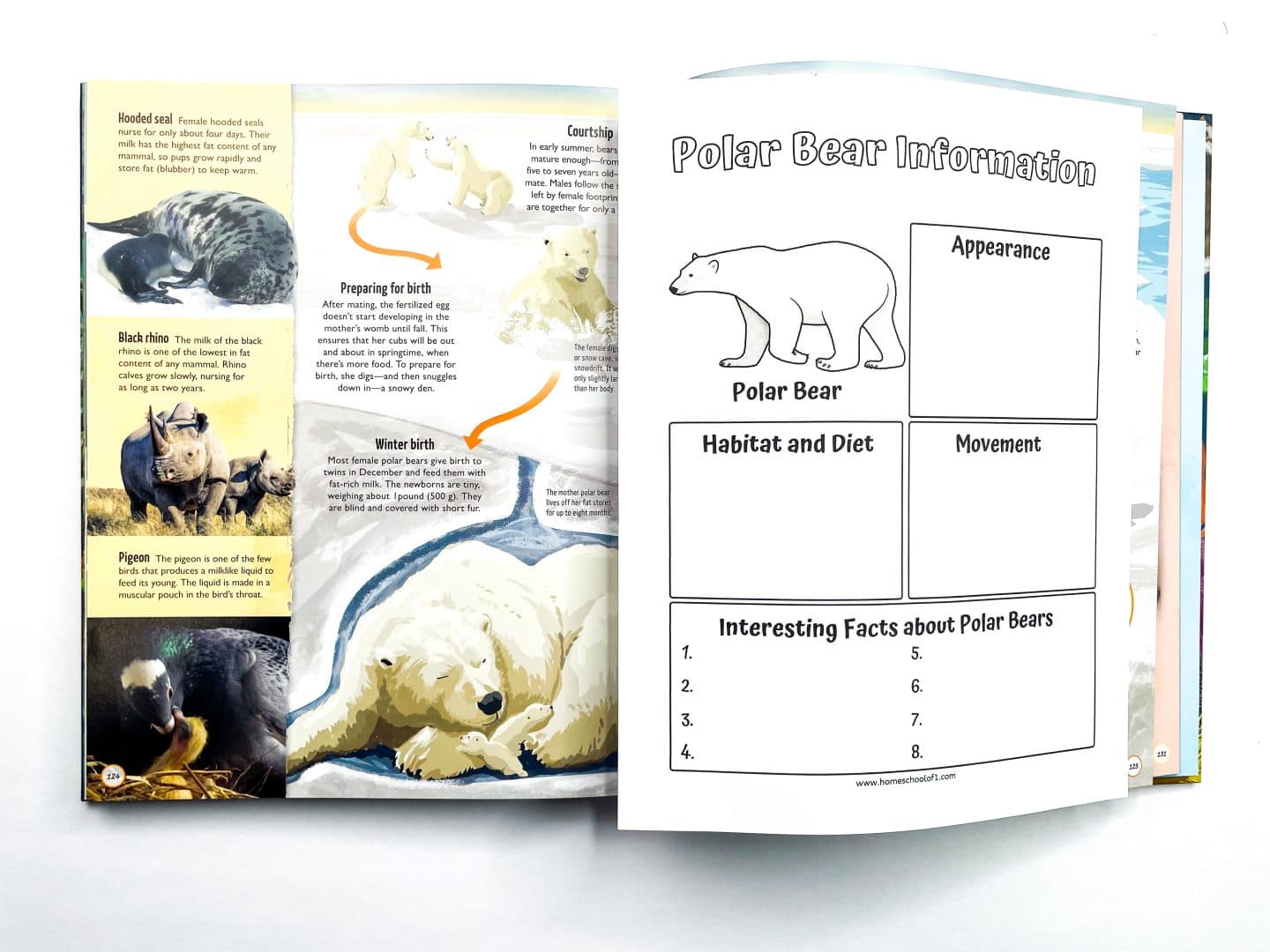 The image shows a side-by-side comparison of a polar bear information worksheet and a page from a book about animals. On the left side is a page with sections to fill in about polar bears, including "Appearance," "Habitat and Diet," "Movement," and "Interesting Facts about Polar Bears." The page on the right is from a book, showcasing a section about different animals, including a polar bear and other animals like hooded seals, black rhinos, and pigeons. The polar bear page includes a description of the bear and its winter birthing habits.