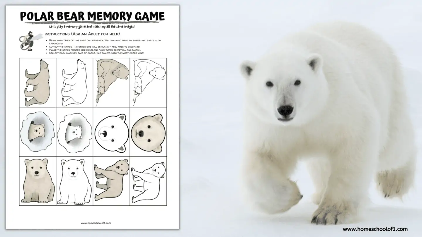 polar bear memory game