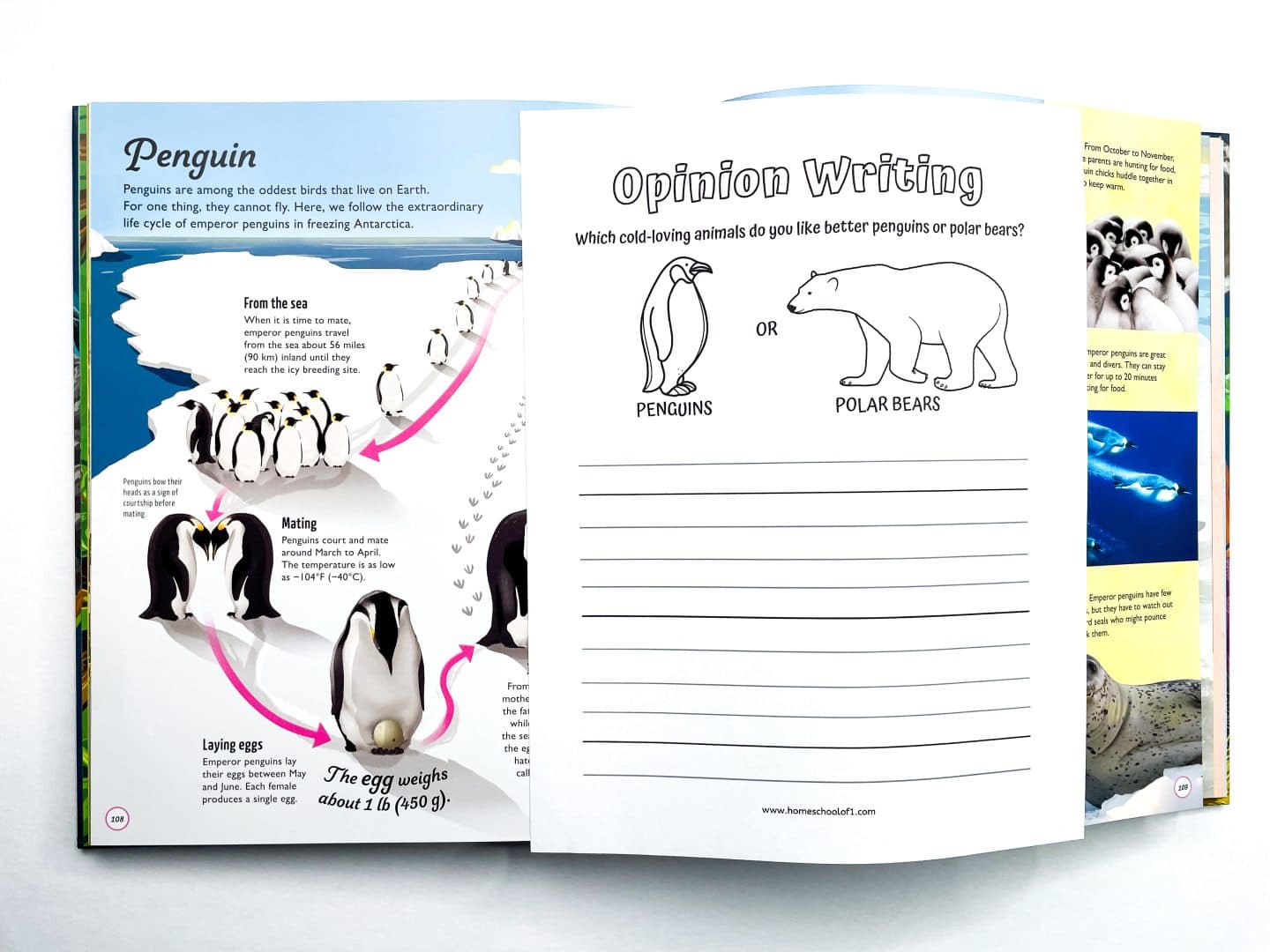 a page spread with a penguin life cycle description on the left side, including sections on how penguins travel from the sea to mate, court, and lay eggs in freezing temperatures. The page on the right shows an "Opinion Writing" worksheet, asking students to choose between penguins or polar bears as their favorite cold-loving animal and to write a short opinion.