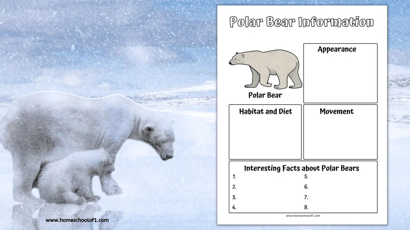 polar bearr information