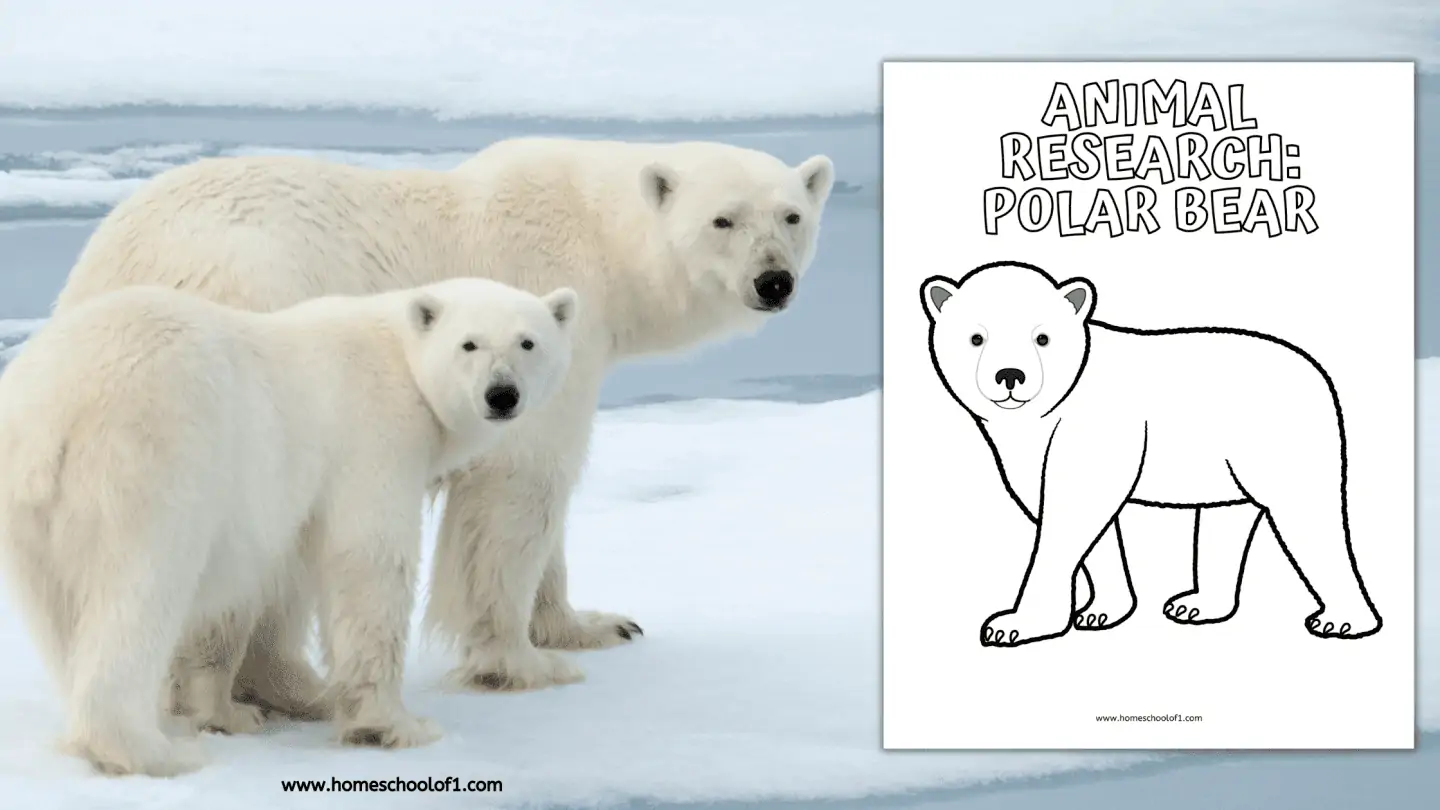polar bears