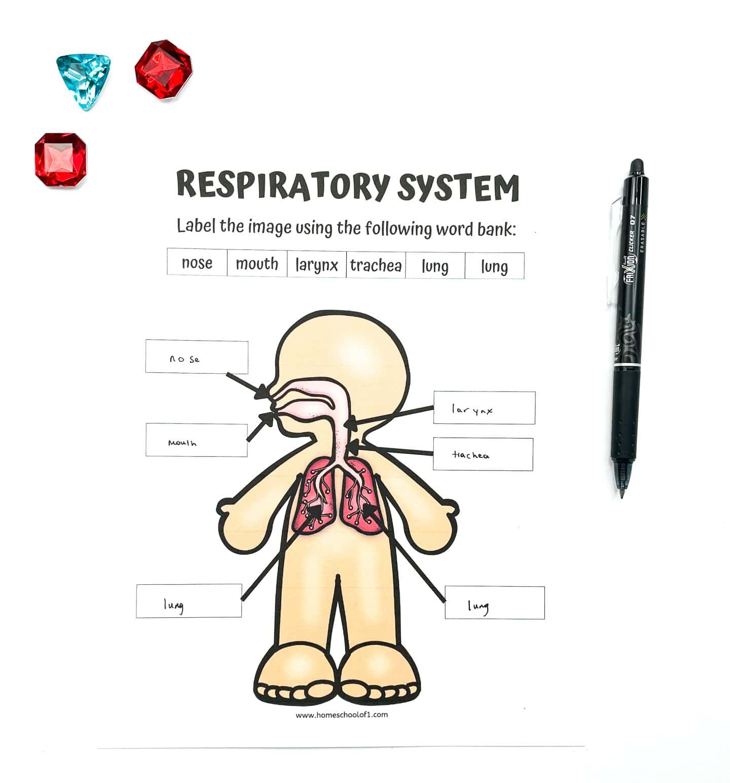 A kids' respiratory system worksheet showing a labeled cartoon-style diagram of the human body. Students use a word bank to identify parts like nose, mouth, larynx, trachea, and both lungs. The worksheet is accompanied by a black pen on the right and colorful gem counters in red and blue on the top left for a fun, interactive vibe.

