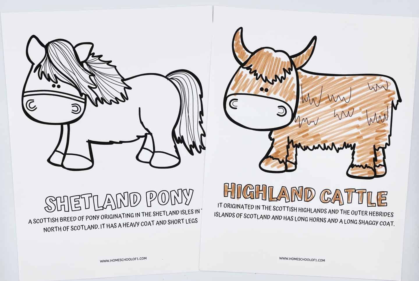 Two Scottish animal-themed coloring pages are displayed. The left page features an uncolored cartoon Shetland pony with a shaggy mane, described as a small, hardy breed from the Shetland Isles. The right page shows a Highland cow partially colored in brown, labeled as originating from the Scottish Highlands and Outer Hebrides, known for its long horns and shaggy coat. 