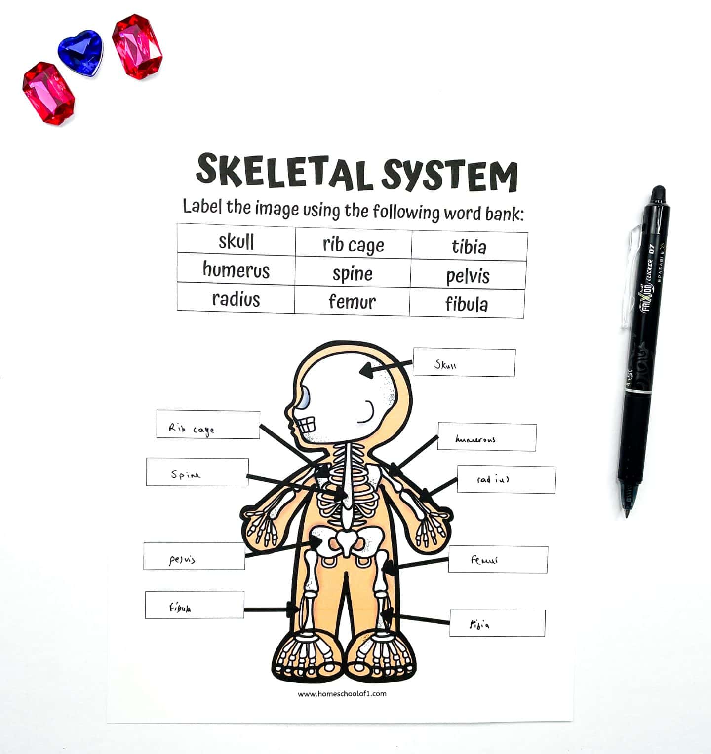 Printable skeletal system worksheet for kids showing a labeled cartoon-style human skeleton. Students are prompted to label parts like skull, rib cage, spine, pelvis, humerus, radius, femur, tibia, and fibula using a provided word bank. A black pen lies to the right, and colorful toy gems are placed in the top left corner for a playful touch.

