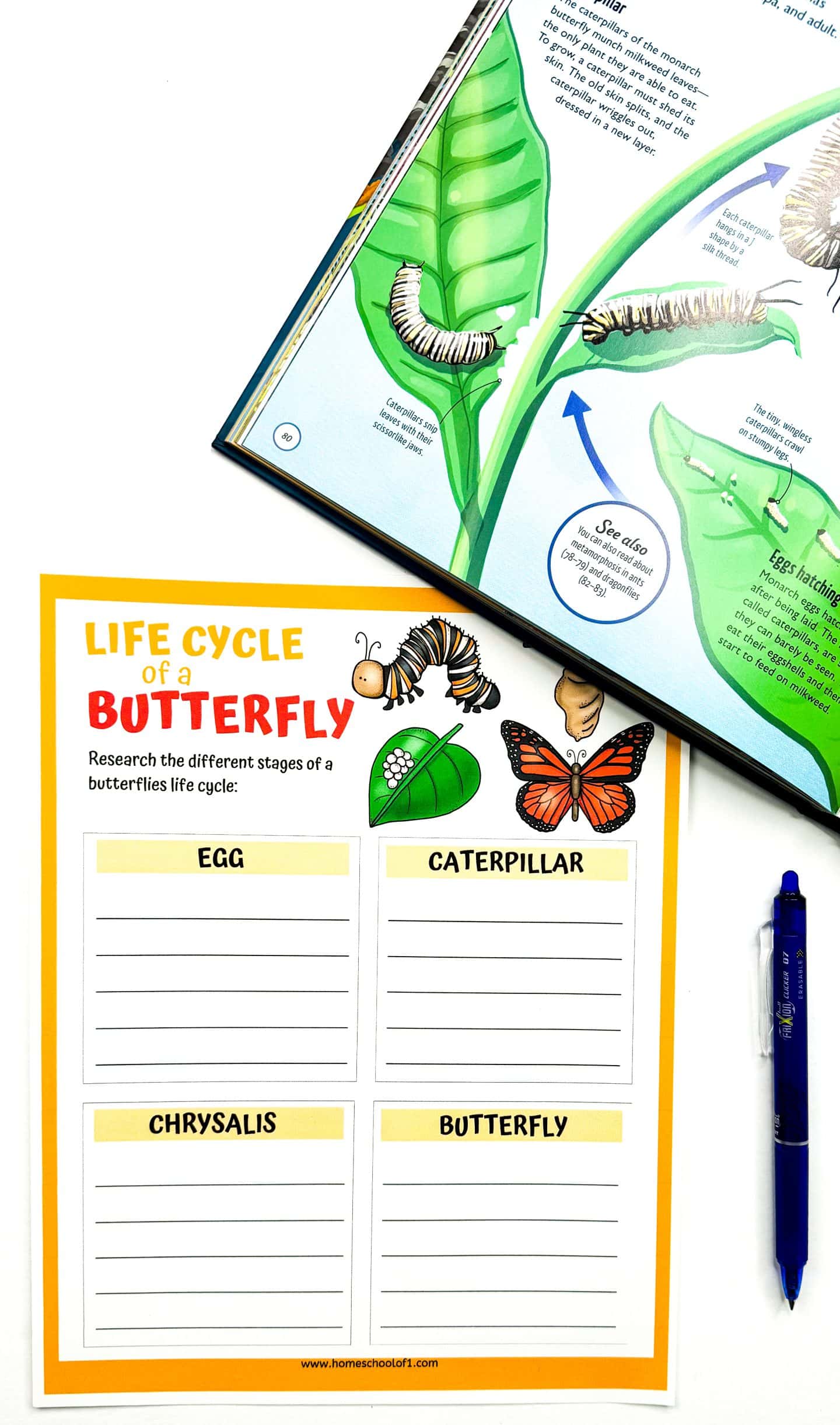 A butterfly life cycle worksheet with four labeled sections—Egg, Caterpillar, Chrysalis, and Butterfly—sits beside an open book featuring illustrations and information about caterpillars. The worksheet is designed for kids to research and write about each stage, and includes colorful images of a caterpillar, butterfly, and eggs on a leaf. A blue pen lies nearby, ready for note-taking.