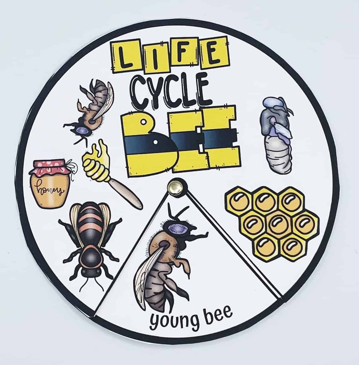 bee life cycle spinner wheel