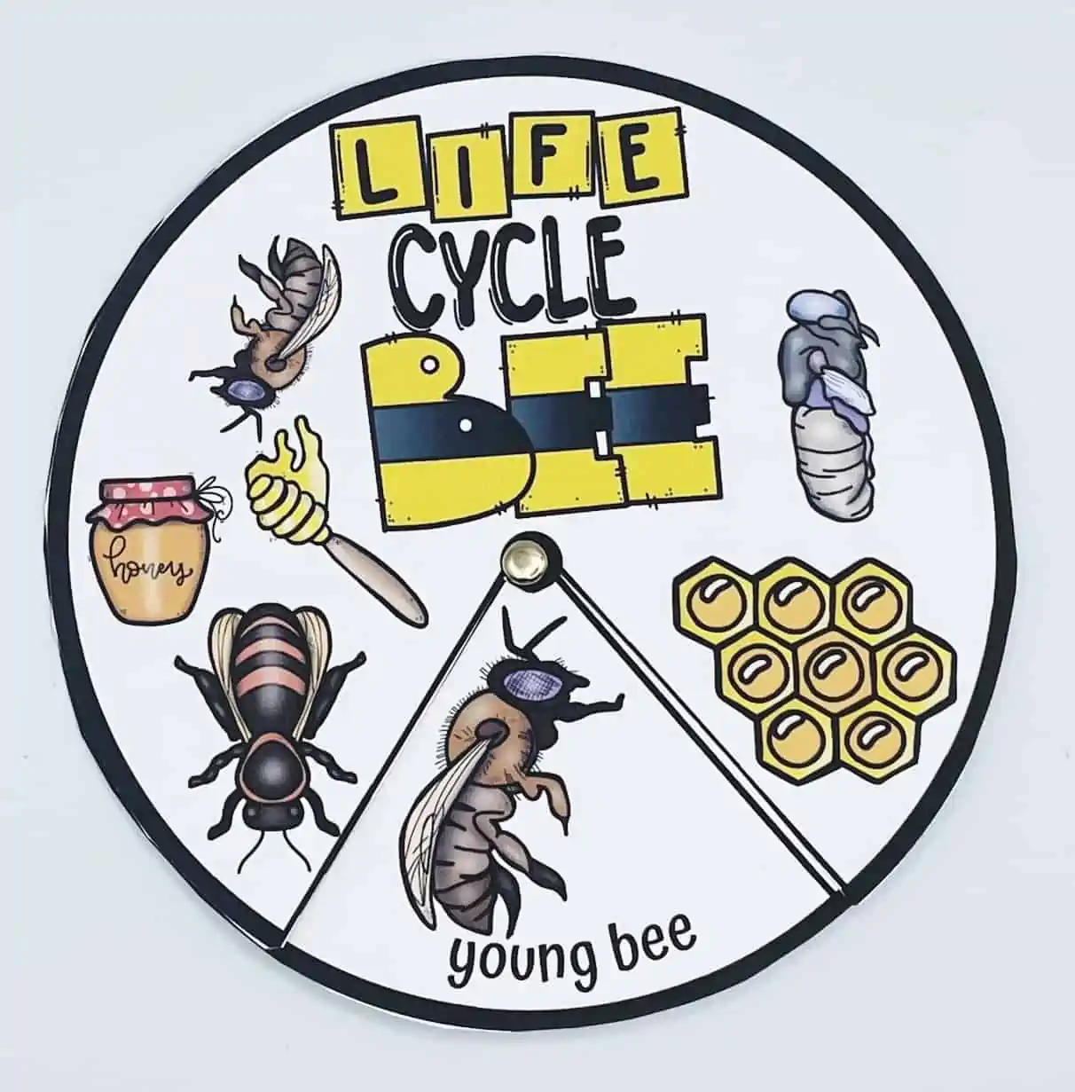 bee life cycle spinner wheel