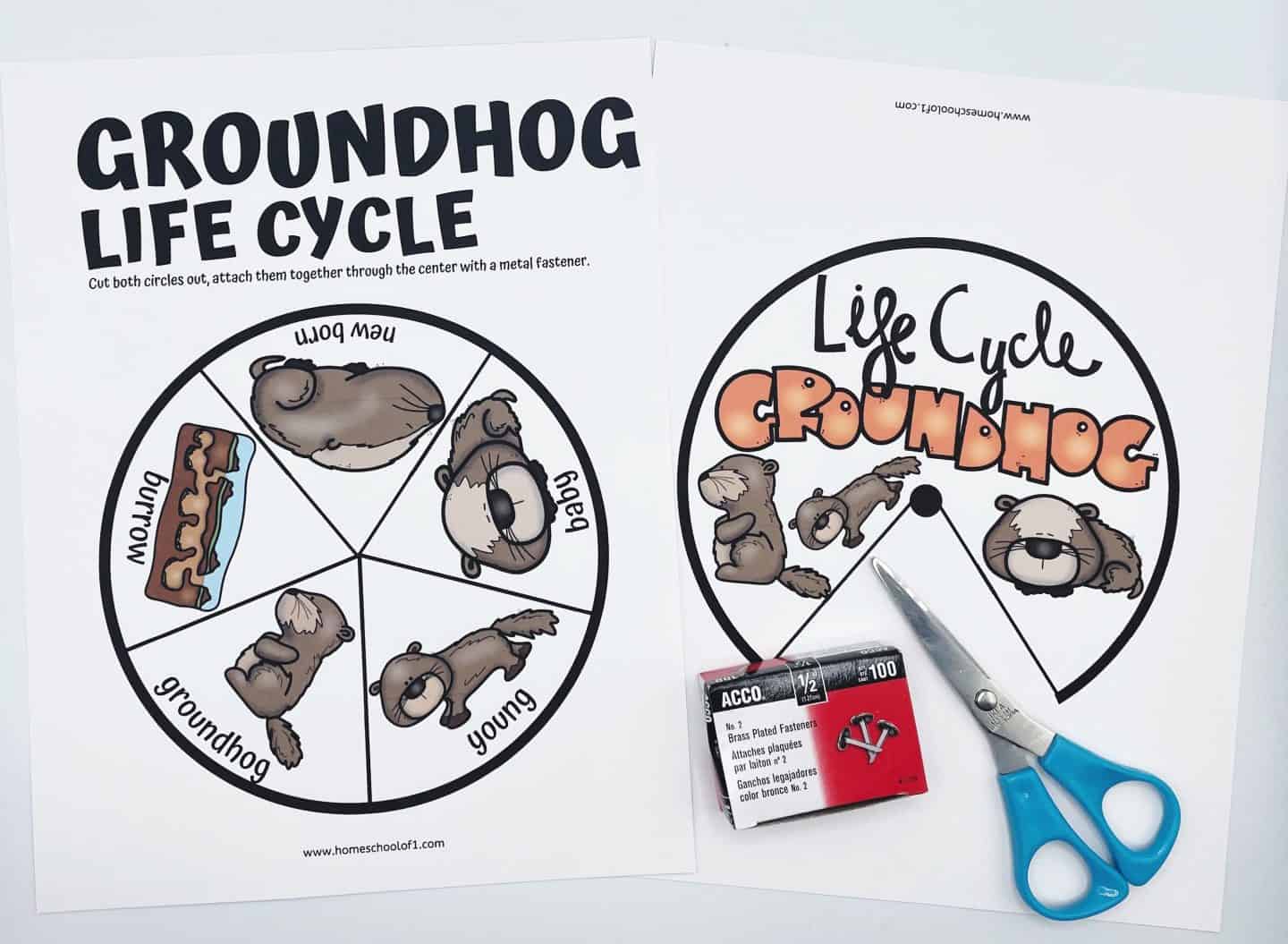 groundhog life cycle spinner wheel