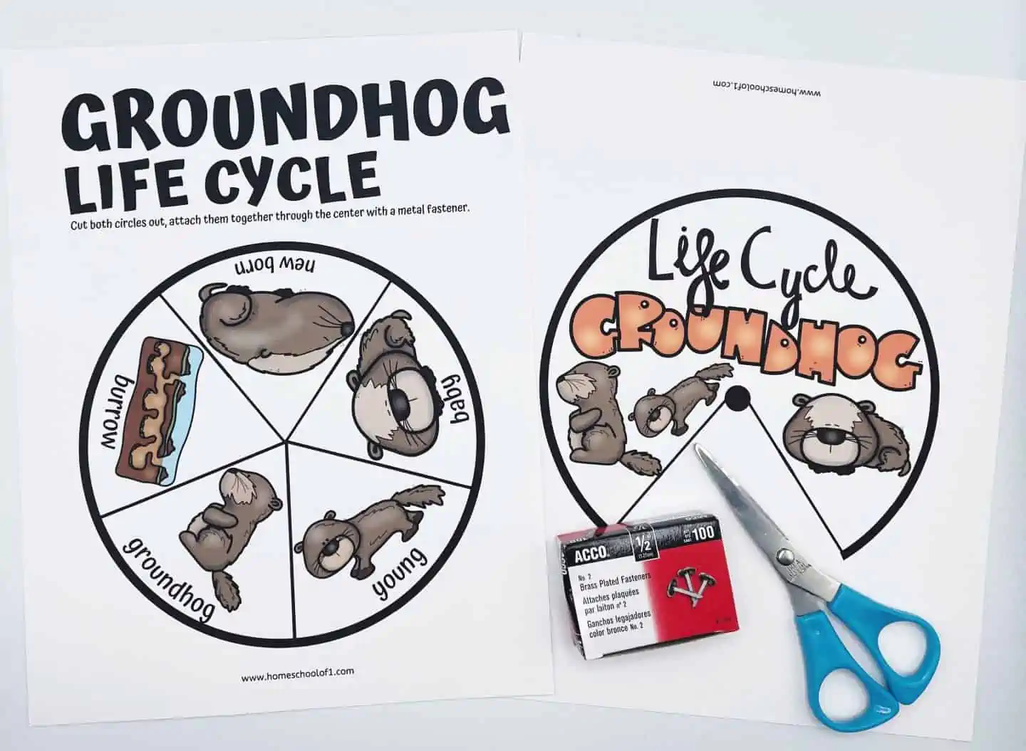 Life Cycle of a Groundhog Worksheets (8 Free Printables)