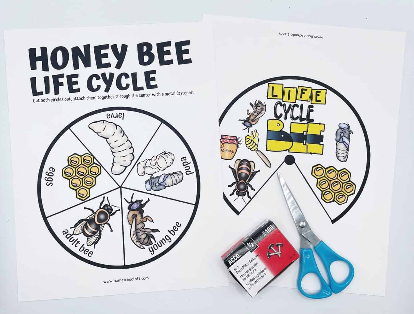 honey bee life cycle spinner wheel with 2 circles and a pair of scissors amd brass fasteners to attach the two.