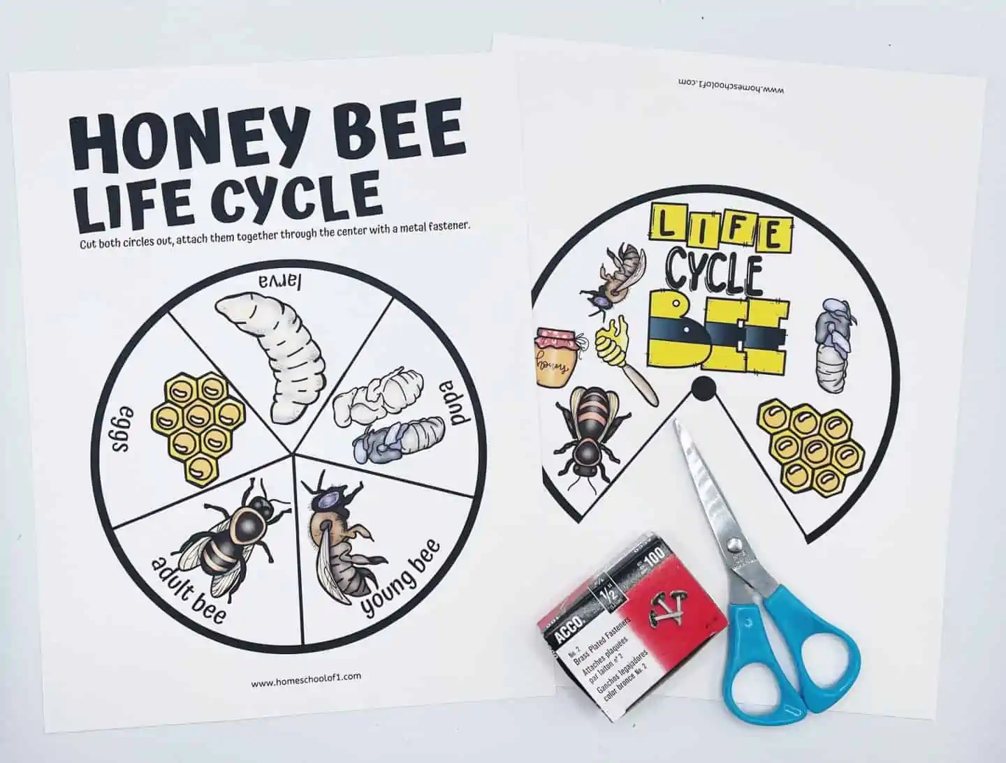 honey bee life cycle spinner wheel