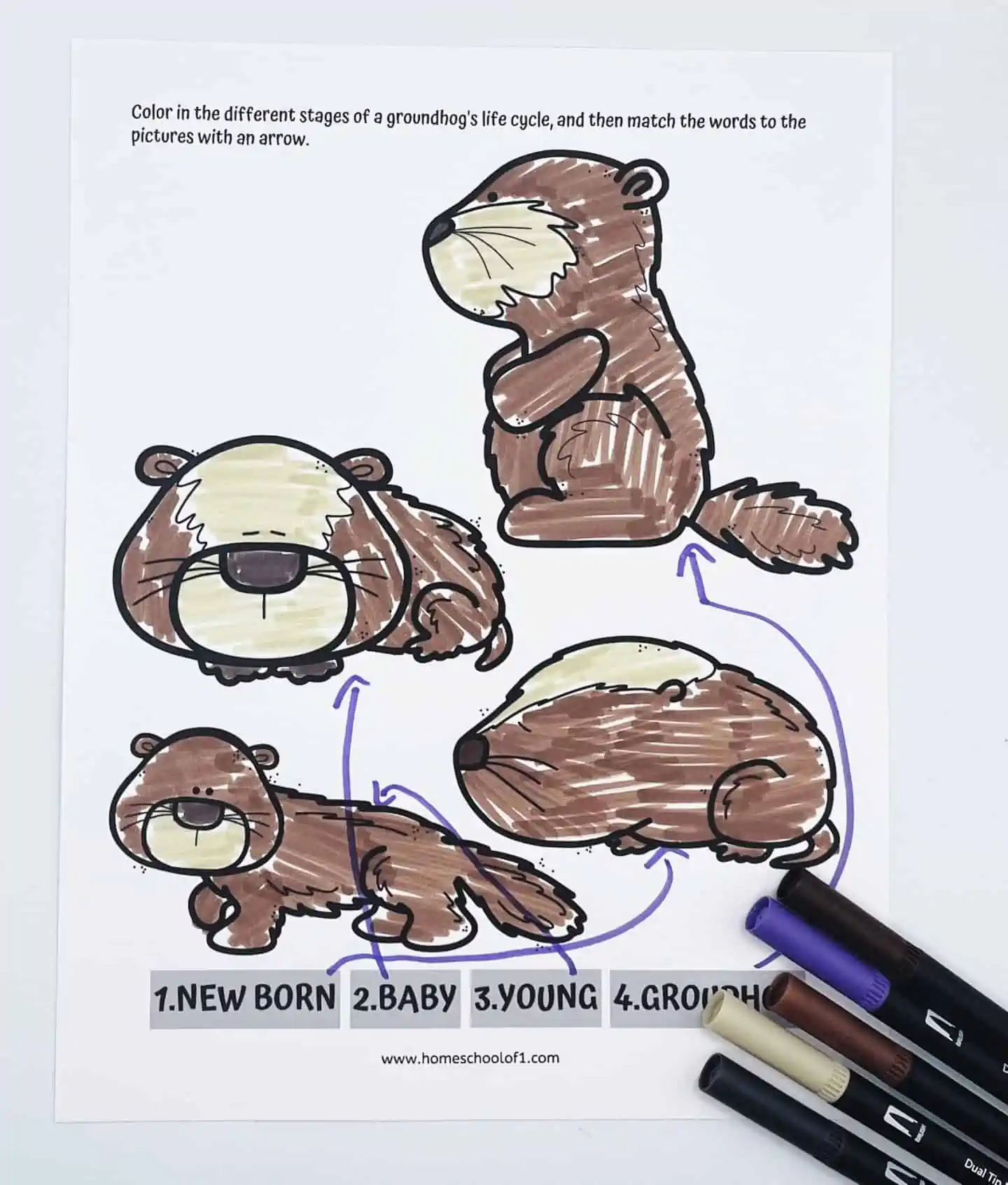 Life Cycle of a Groundhog Worksheets (8 Free Printables)
