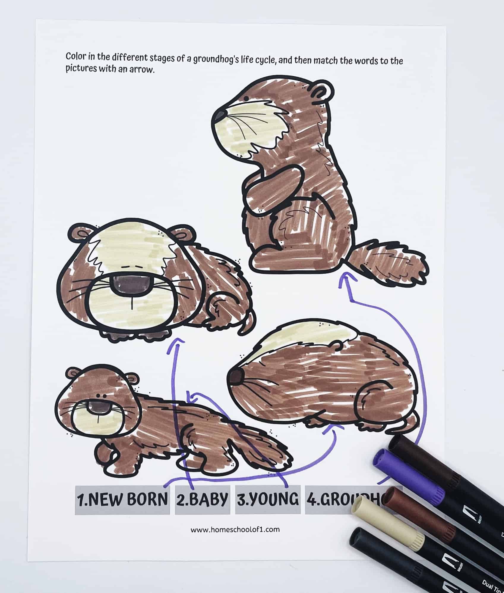 Groundhog Life Cycle (Free Worksheet & Activities for Kids)