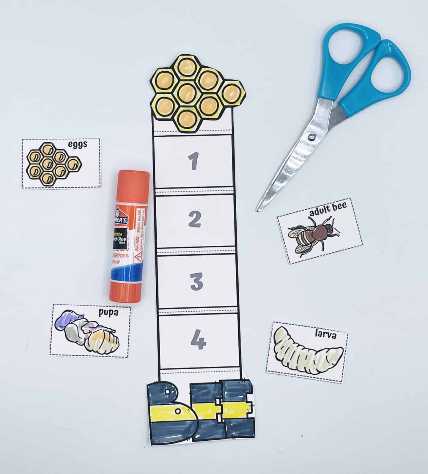 life cycle of a bee craft with scissors and glue stick