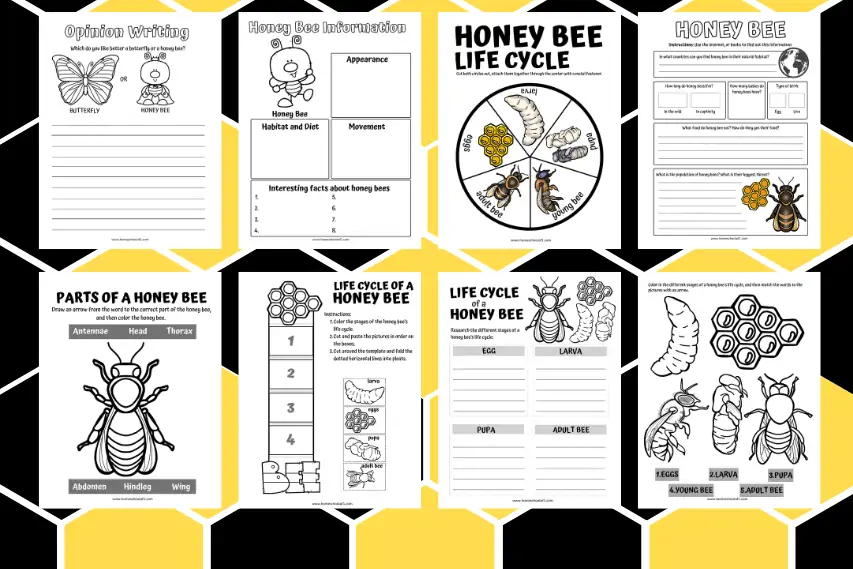 Life Cycle of a Honey Bee Worksheets (8 free printables)
