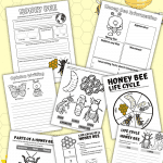 life cycle of a honey bee
