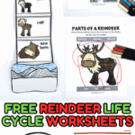 Reindeer research worksheet, spinner wheel, and coloring page exploring the reindeer life cycle.