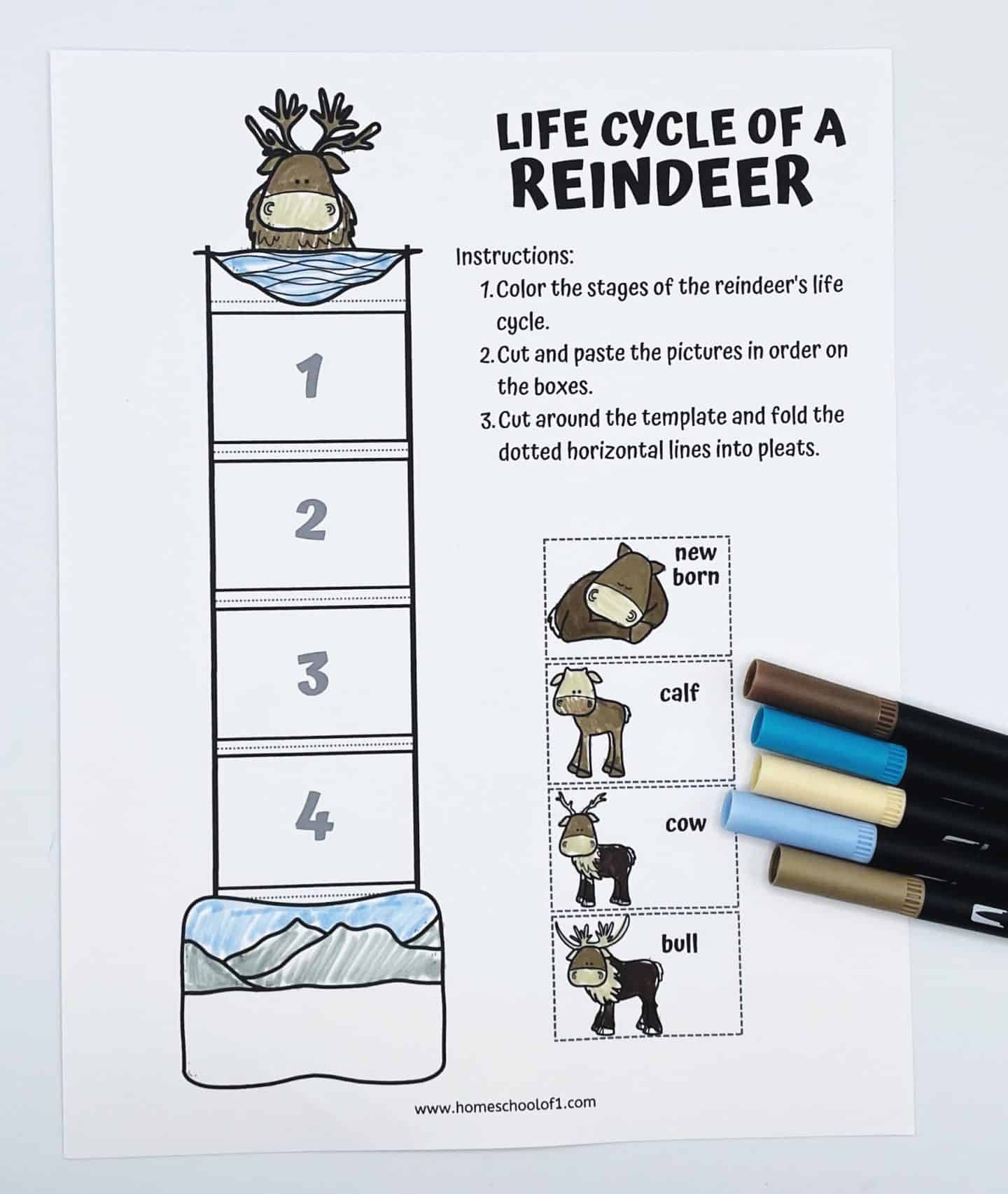life cycle of a reindeer craft