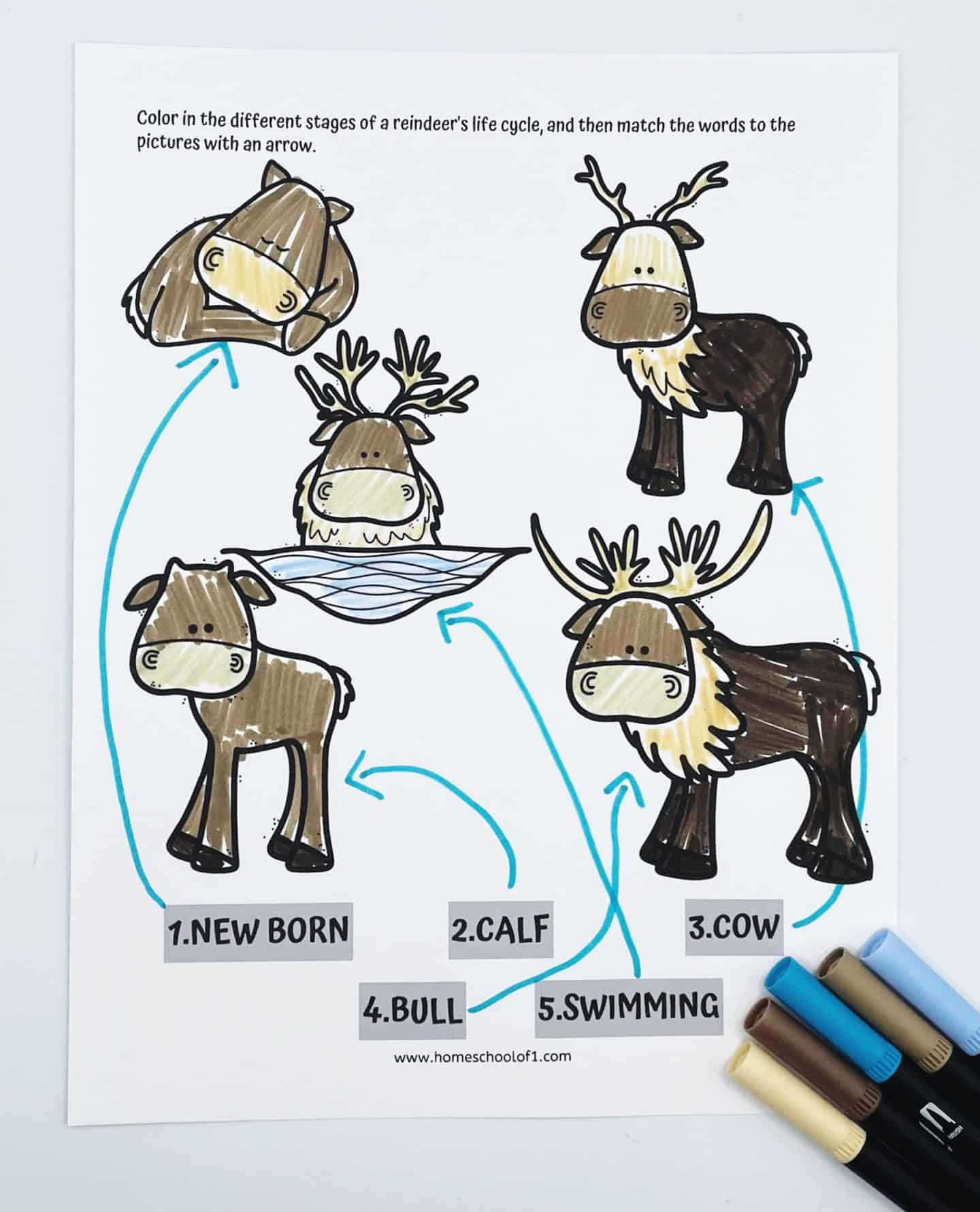 life cycle of a reindeer labeling