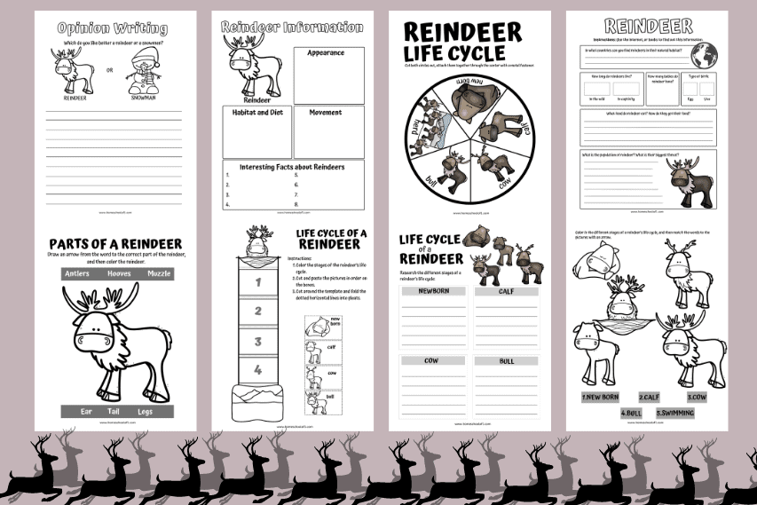life cycle of a reindeer