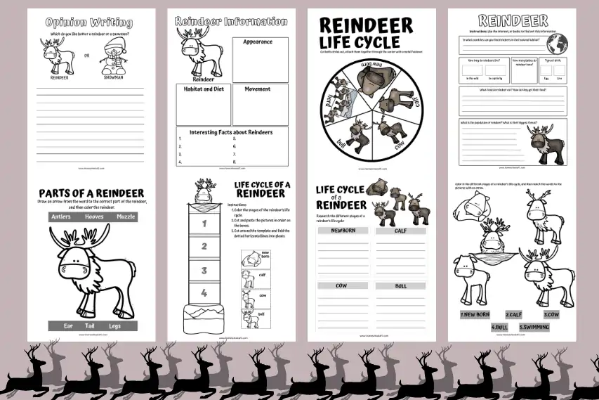 Life Cycle of a Reindeer Worksheets (8 free printables)
