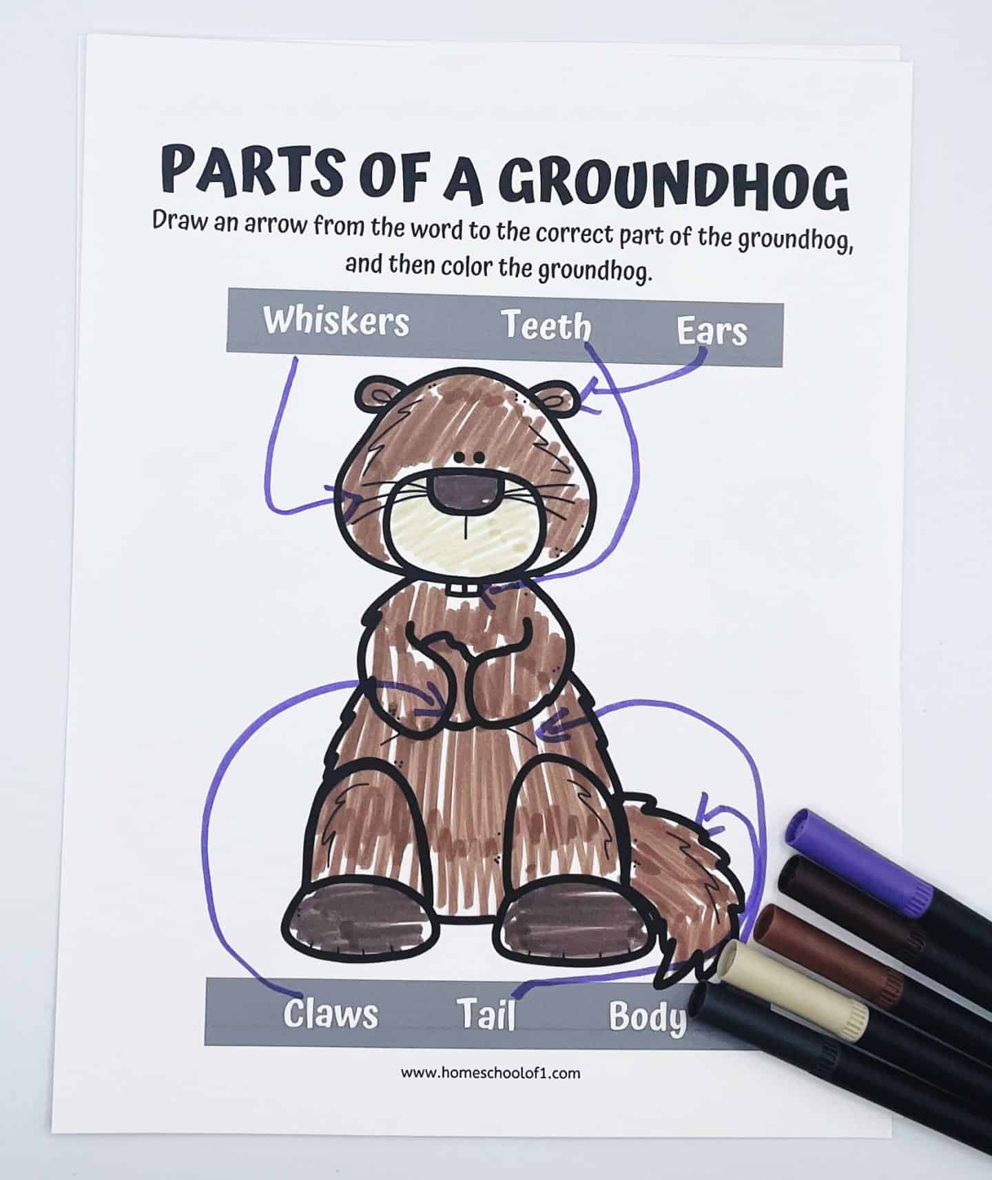 parts of a groundhog
