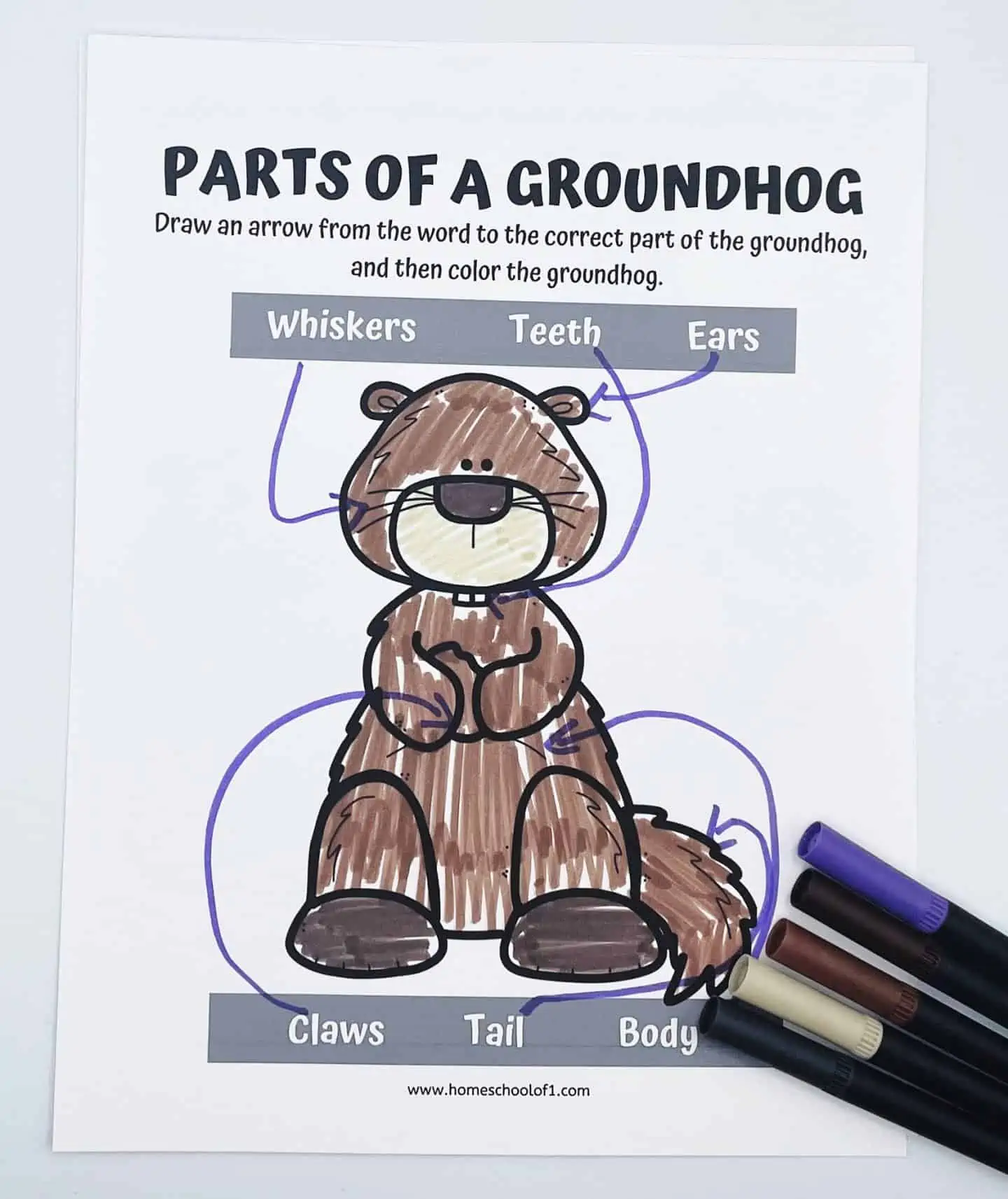 parts of a groundhog