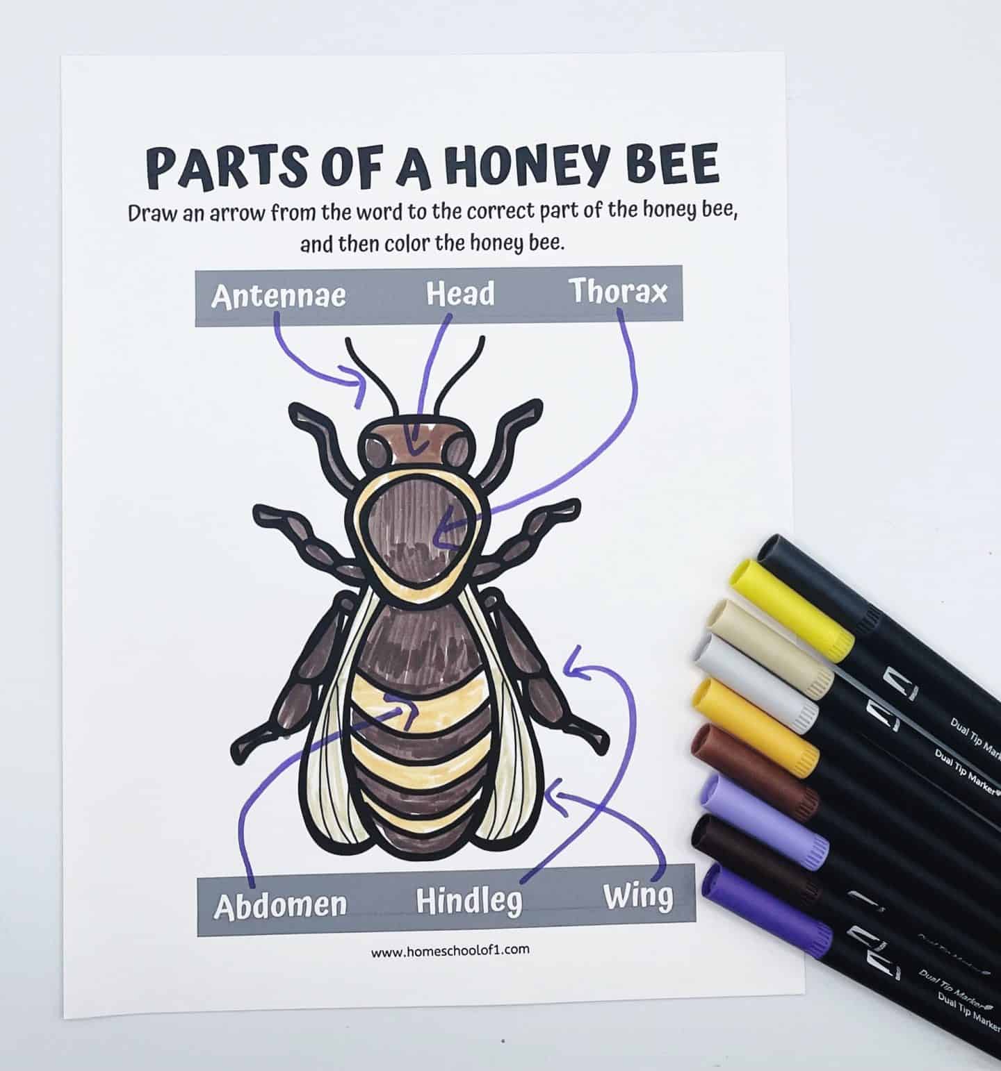 parts of a honey bee worksheet 