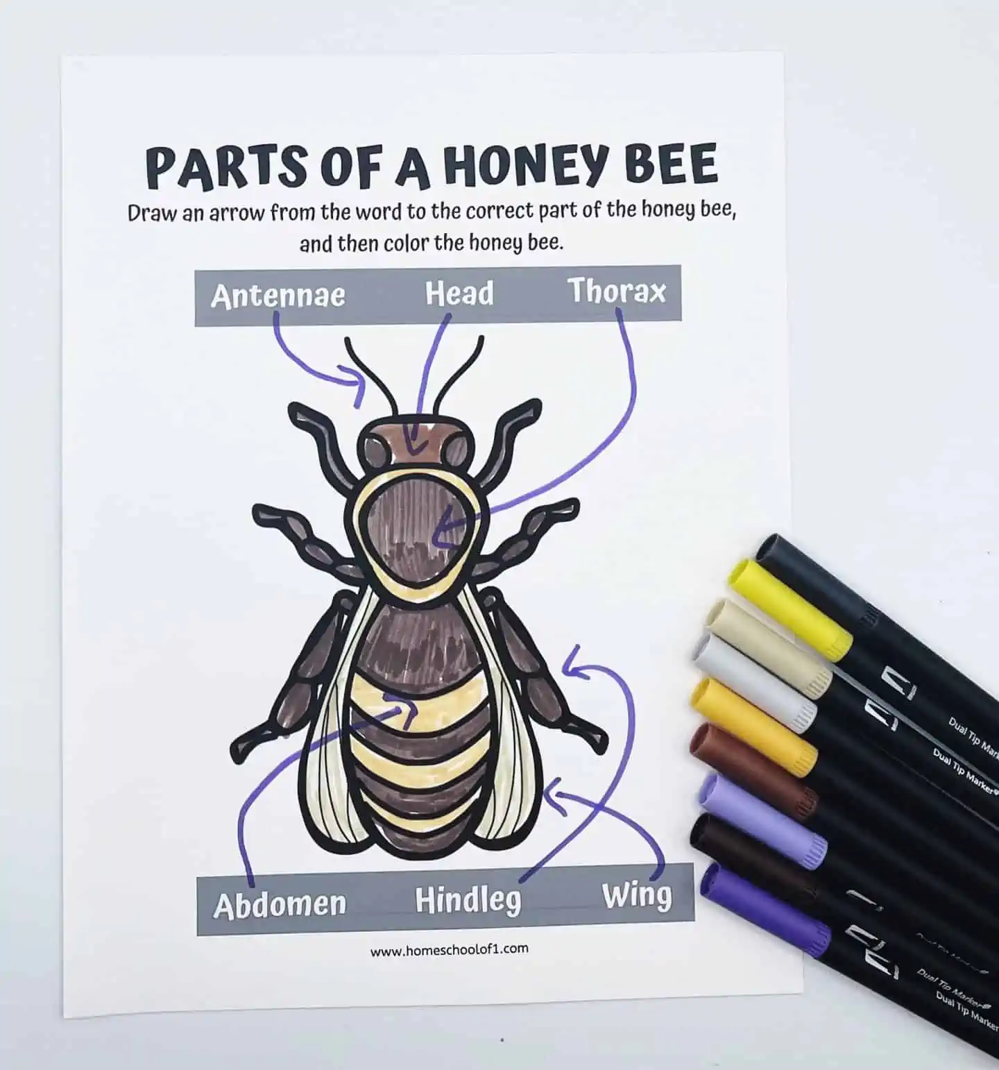 parts of a honey bee