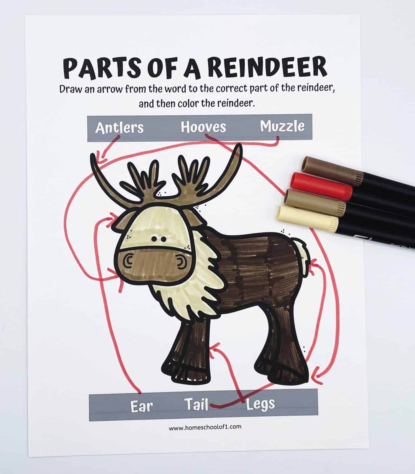 parts of a reindeer