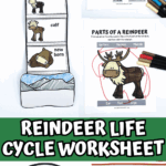 Life cycle of a reindeer worksheet set featuring spinner craft, body part labeling, and research sheet.