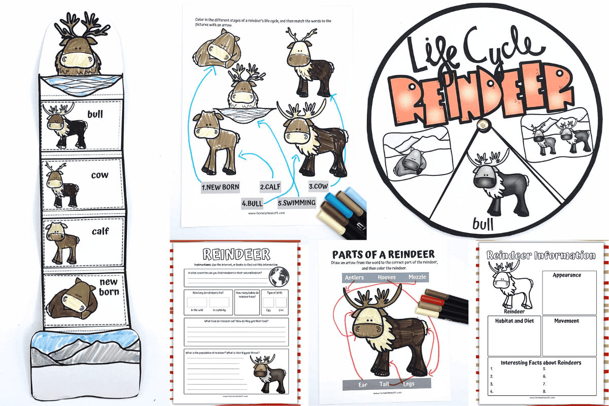 Printable life cycle of a reindeer worksheet set including cut-and-paste craft, labeling pages, spinner wheel, research sheet, and reindeer information graphic organizer for kids.
