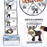 Cut-and-paste reindeer life cycle craft, life cycle spinner, and reindeer body parts worksheet for kids.